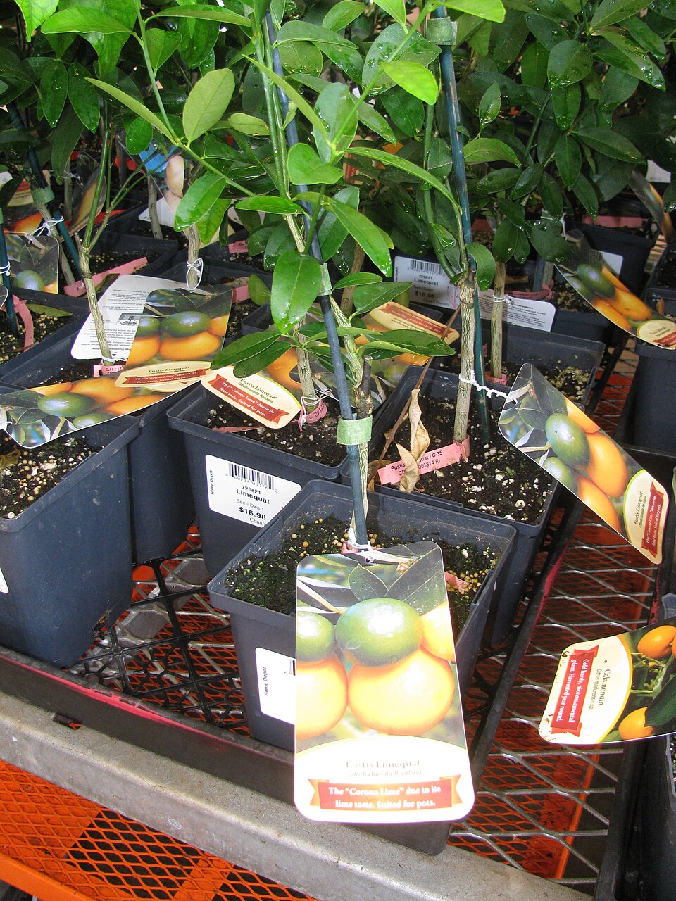 Citrofortunella floridana x