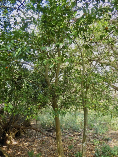Citrofortunella microcarpa x (Calamondin orange) — photo