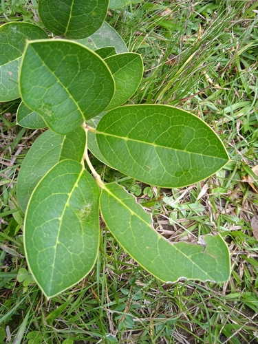 Citronella gongonha