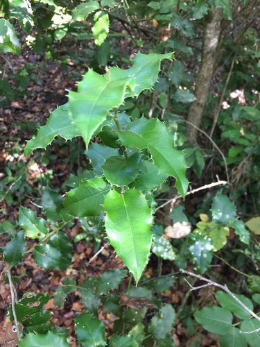 Citronella mucronata (Gongonha verdadeira) — photo