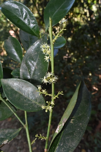 Citronella paniculata — photo