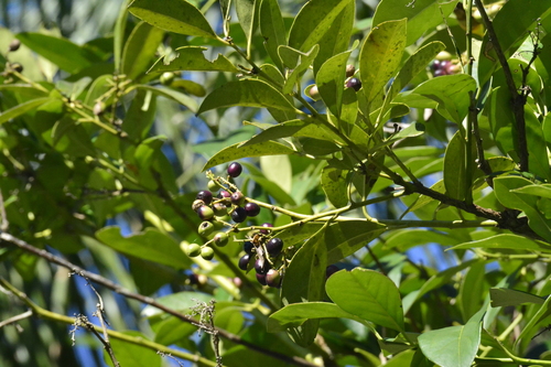 Citronella paniculata