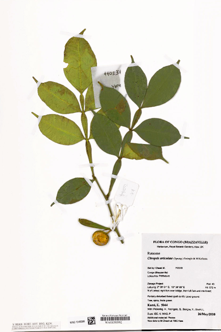 Citropsis schweinfurthii (Uganda cherry-orange) — photo