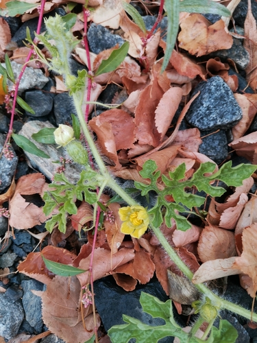 Citrullus colocynthis (Colocynth) — photo