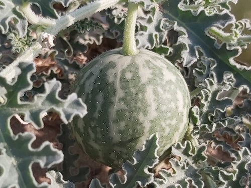 Citrullus colocynthis