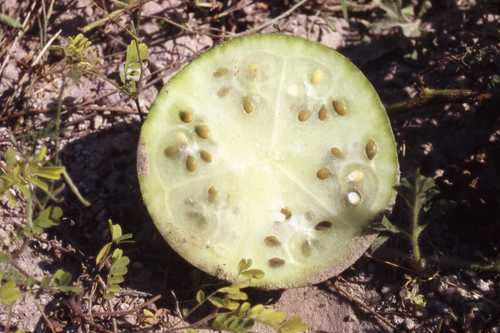 Citrullus lanatus
