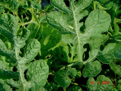 Citrullus lanatus var. citroides