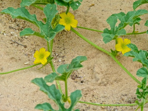 Citrullus lanatus var. citroides (Citron-melon) — photo