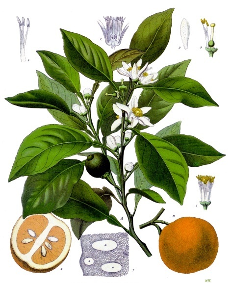 Citrus amara — photo