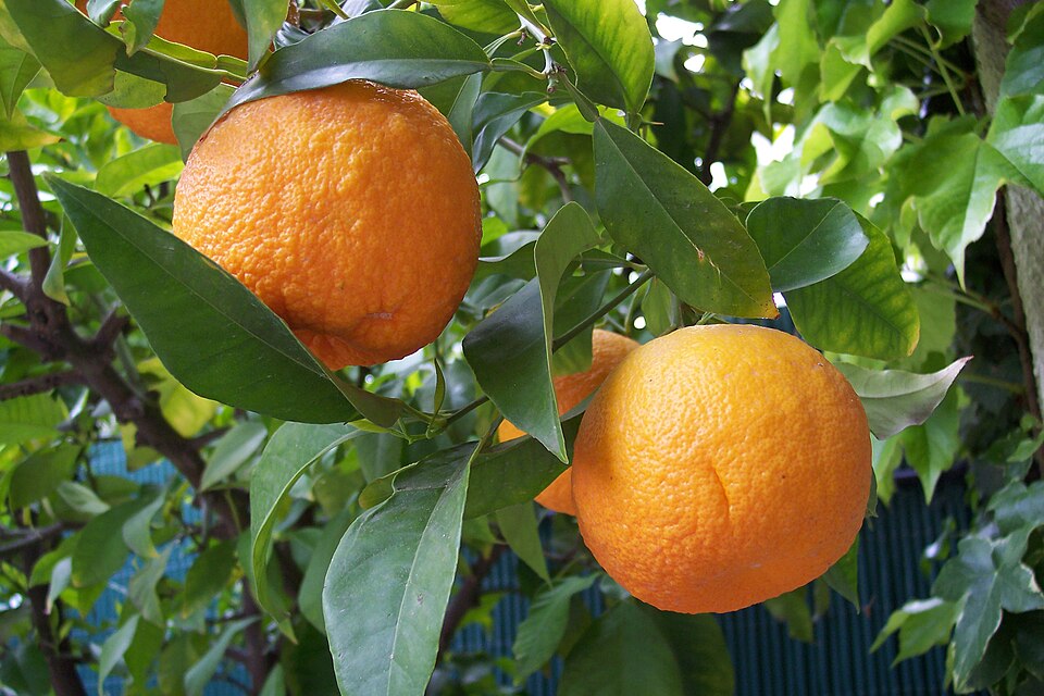 Citrus amara