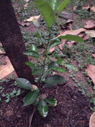Citrus amblycarpa