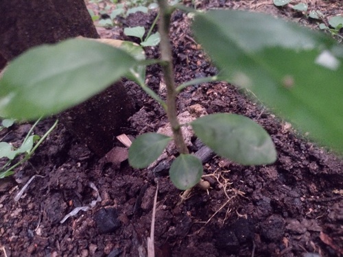 Citrus amblycarpa (Leprous lime) — photo