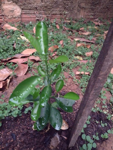 Citrus amblycarpa (Leprous lime) — photo
