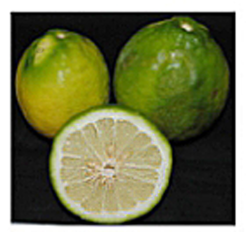 Citrus assamensis