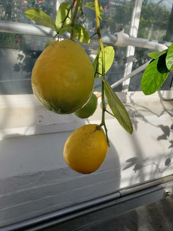 Citrus assamensis — photo