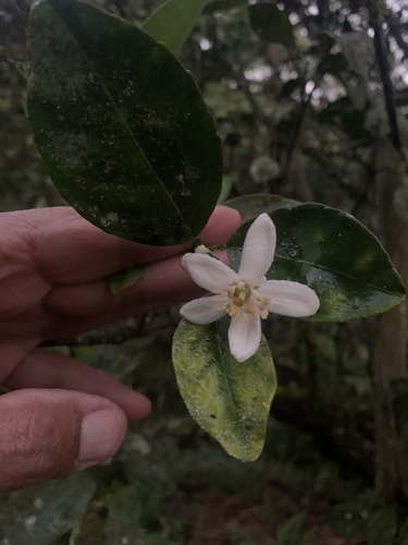 Citrus aurantiifolia (Lime) — photo