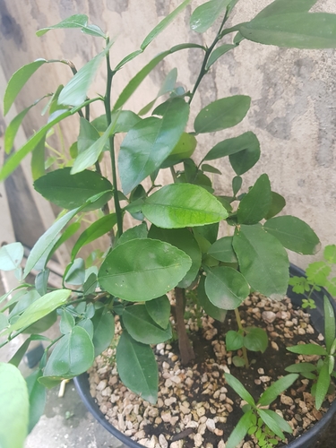 Citrus aurantiifolia
