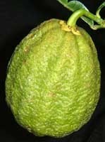 Citrus cavaleriei (Ichang Lemon) — photo