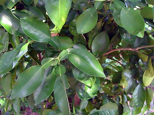 Citrus cavaleriei (Ichang Lemon) — photo