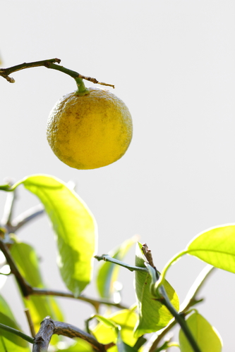 Citrus cavaleriei