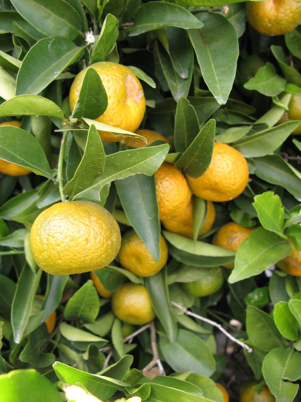 Citrus crenatifolia