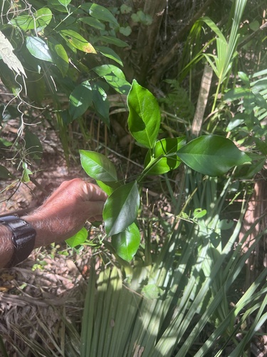Citrus deliciosa (Italian tangerine) — photo