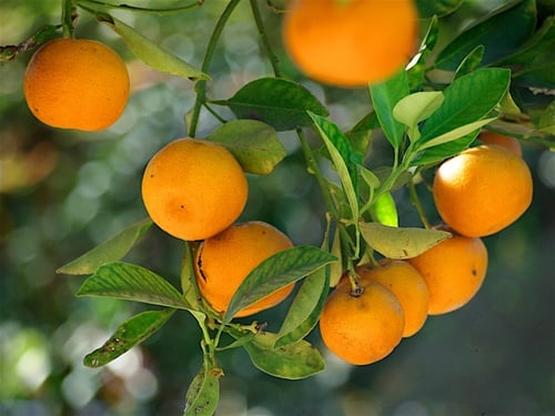Citrus deliciosa