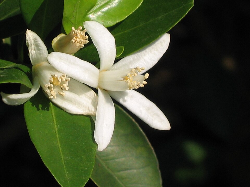 Citrus erythrosa