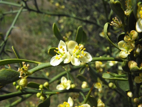 Citrus glauca (Australian Desert Lime) — photo