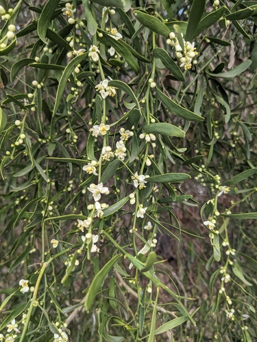 Citrus glauca (Australian Desert Lime) — photo