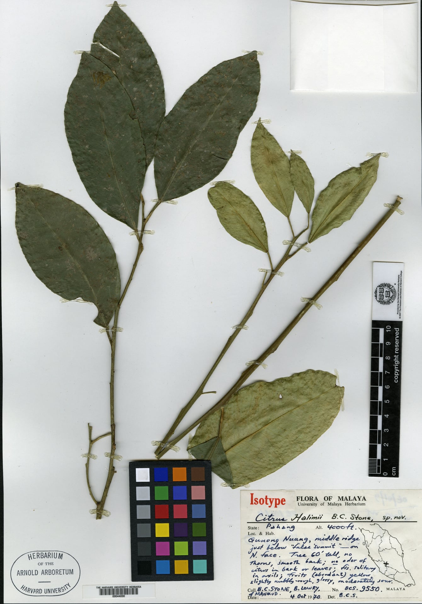 Citrus halimii (Limau hutan) — photo