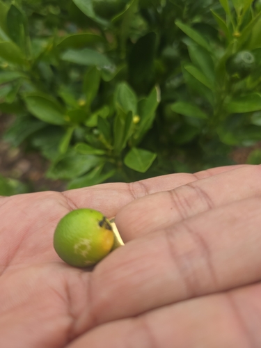Citrus halimii
