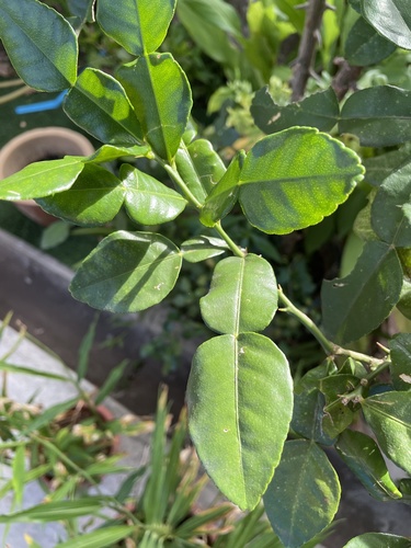 Citrus hystrix (Wild lime) — photo