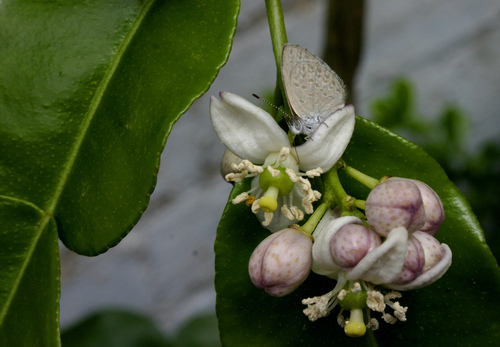 Citrus hystrix (Wild lime) — photo