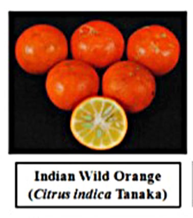 Citrus indica