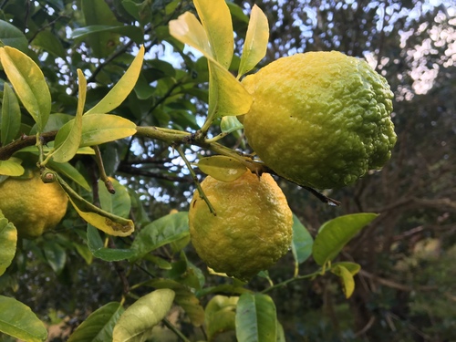 Citrus jambhiri (Rough lemon) — photo
