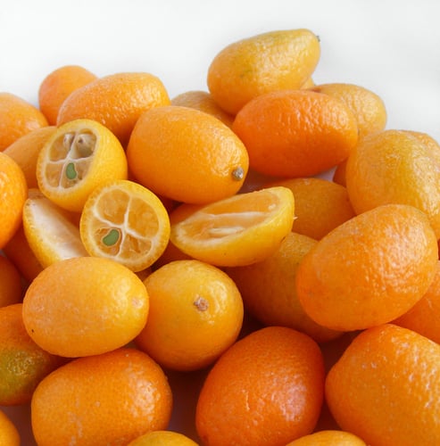 Citrus japonica cv crassifolia