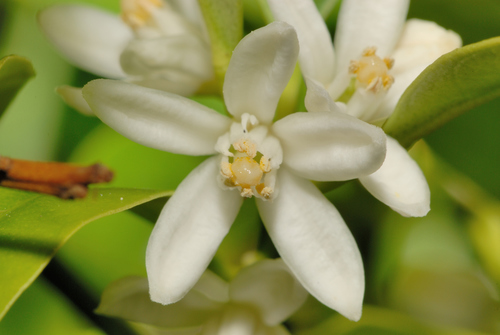 Citrus japonica cv japonica (Kumquat) — photo
