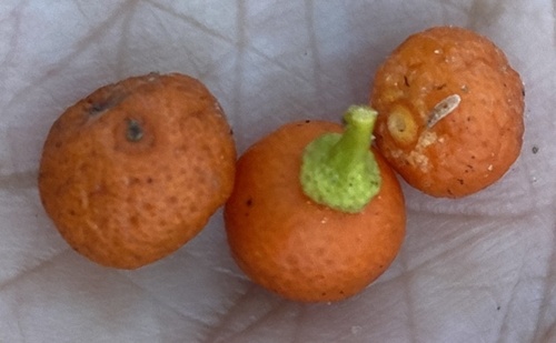Citrus japonica cv margarita