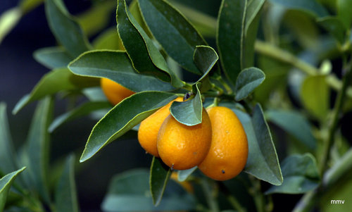 Citrus japonica (Hong Kong wild kumquat) — photo