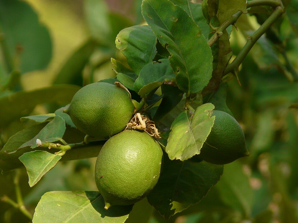 Citrus karna (Karna) — photo