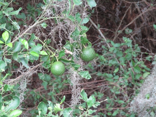 Citrus latifolia (Bears' Lime) — photo