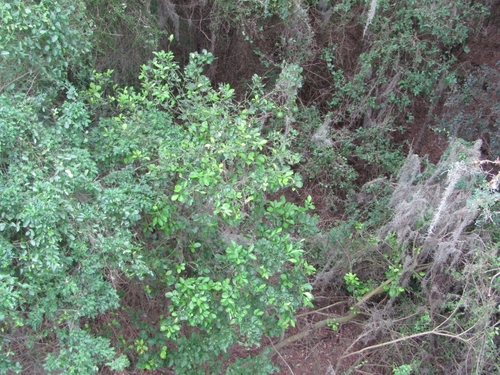 Citrus latifolia (Bears' Lime) — photo