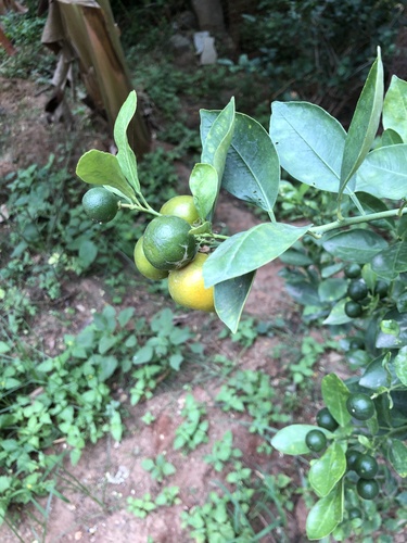 Citrus latifolia