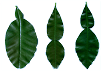Citrus latipes (Khasi papeda) — photo