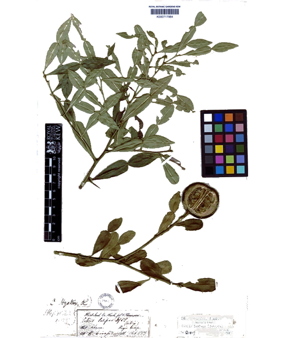 Citrus latipes