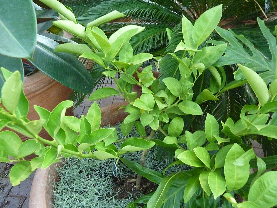 Citrus limettioides