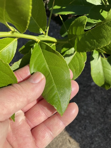 Citrus limon (Lemon) — photo
