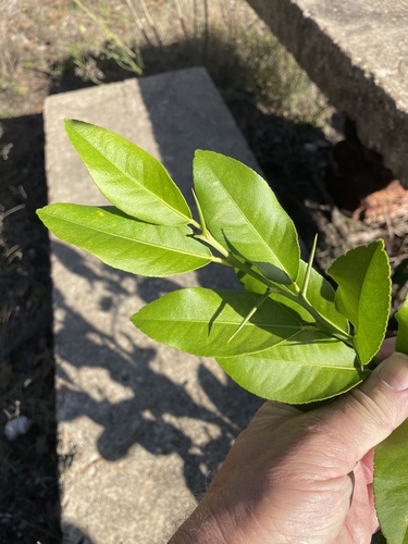 Citrus limon x reticulata