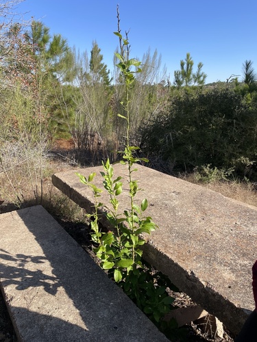Citrus limon x sinensis (Lemon) — photo